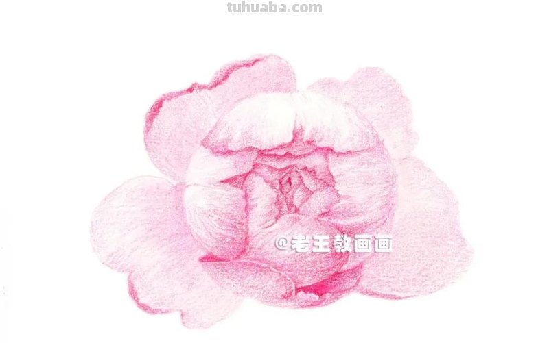 如何用彩铅画芍药花？这个教程教你画