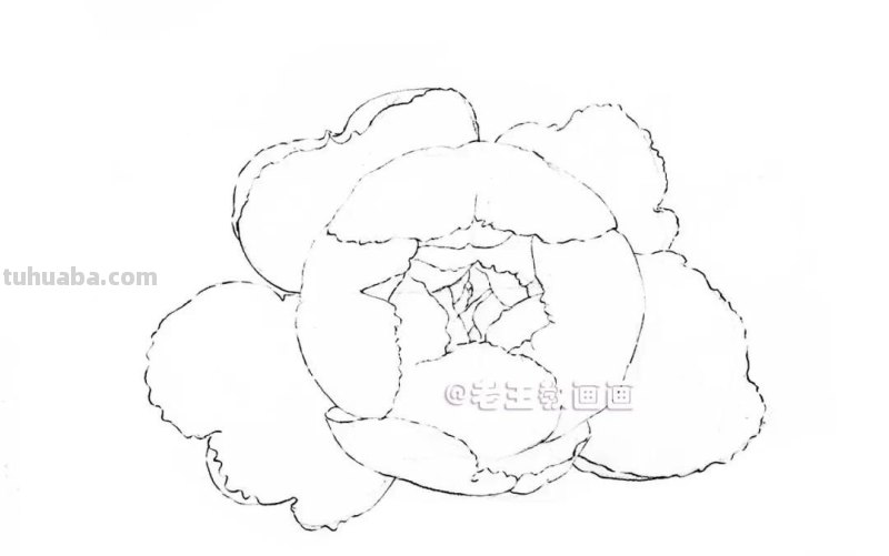 如何用彩铅画芍药花？这个教程教你画
