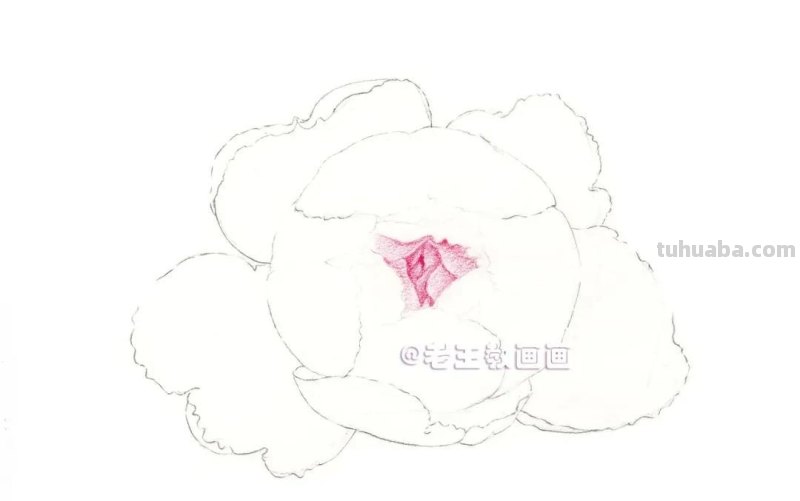 如何用彩铅画芍药花？这个教程教你画