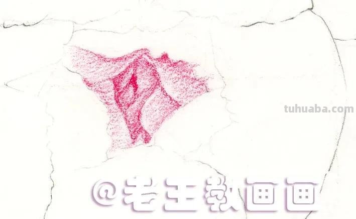 如何用彩铅画芍药花？这个教程教你画