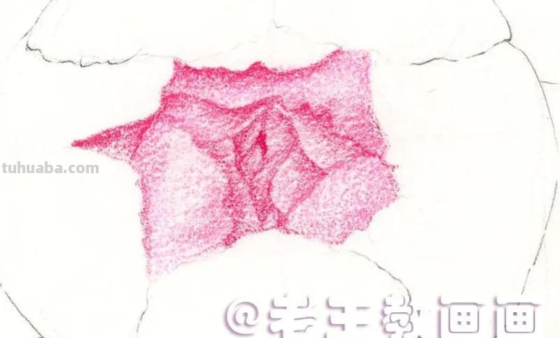 如何用彩铅画芍药花？这个教程教你画