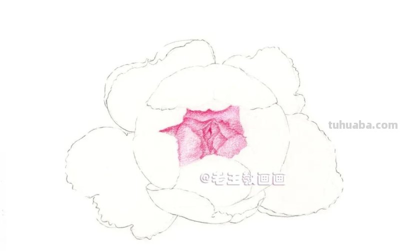 如何用彩铅画芍药花？这个教程教你画