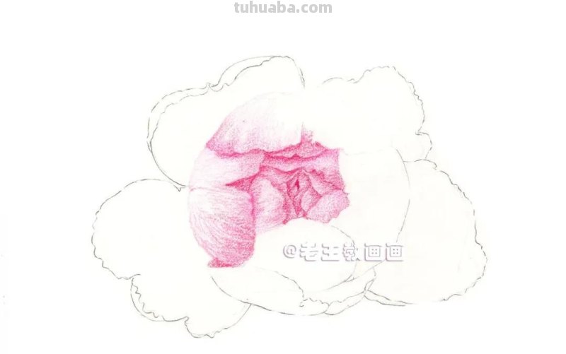 如何用彩铅画芍药花？这个教程教你画