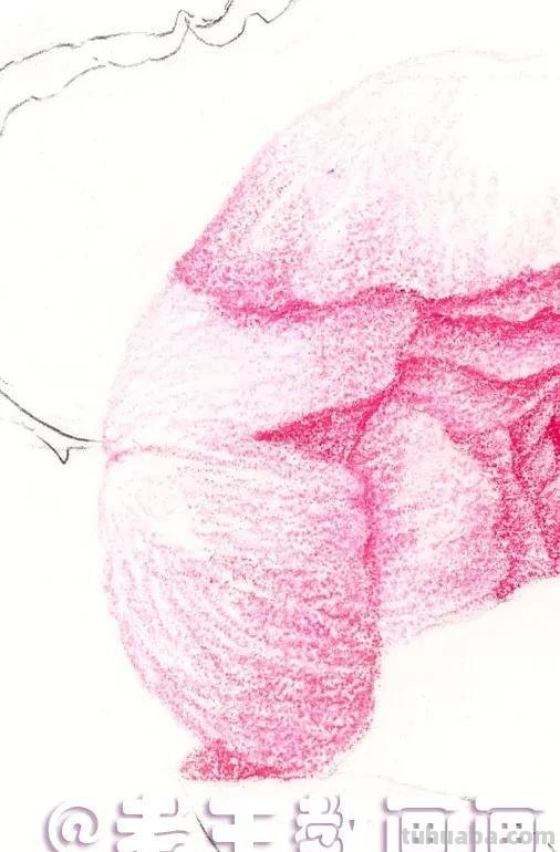 如何用彩铅画芍药花？这个教程教你画