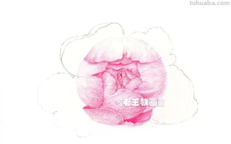 如何用彩铅画芍药花？这个教程教你画