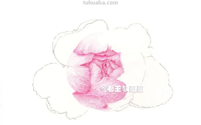 如何用彩铅画芍药花？这个教程教你画