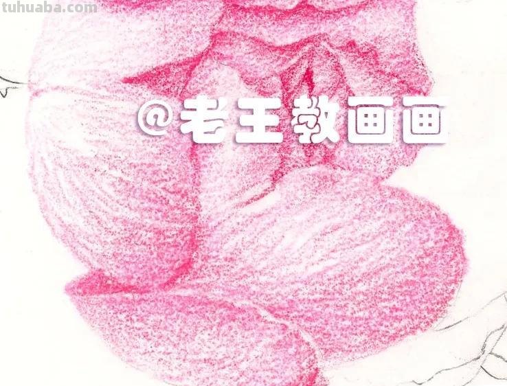 如何用彩铅画芍药花？这个教程教你画
