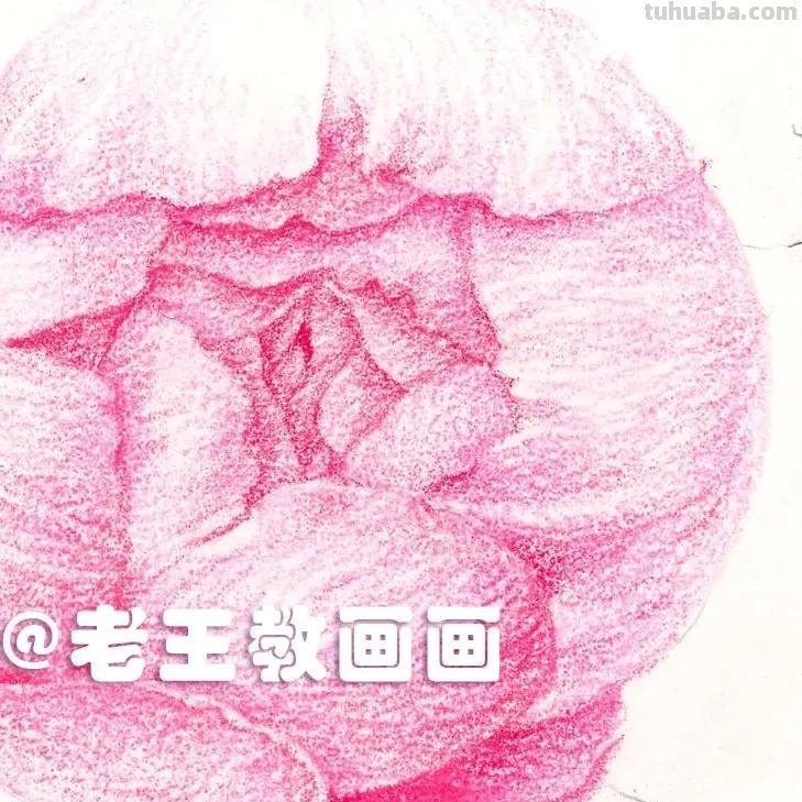 如何用彩铅画芍药花？这个教程教你画