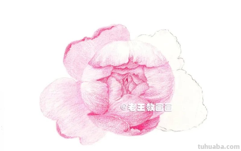 如何用彩铅画芍药花？这个教程教你画