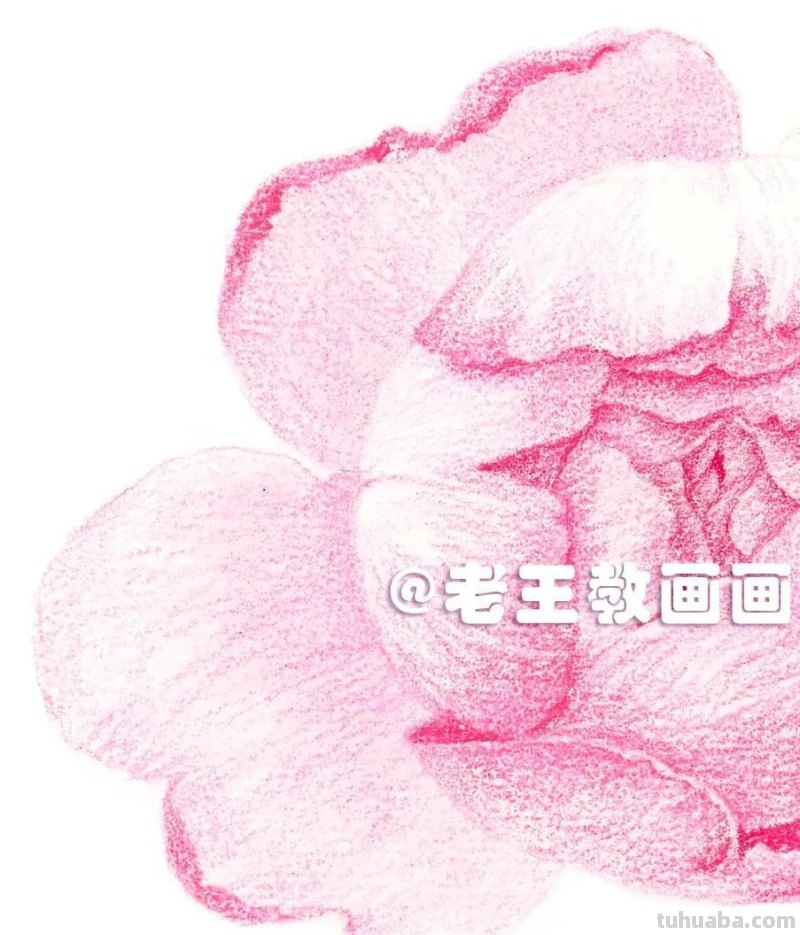 如何用彩铅画芍药花？这个教程教你画