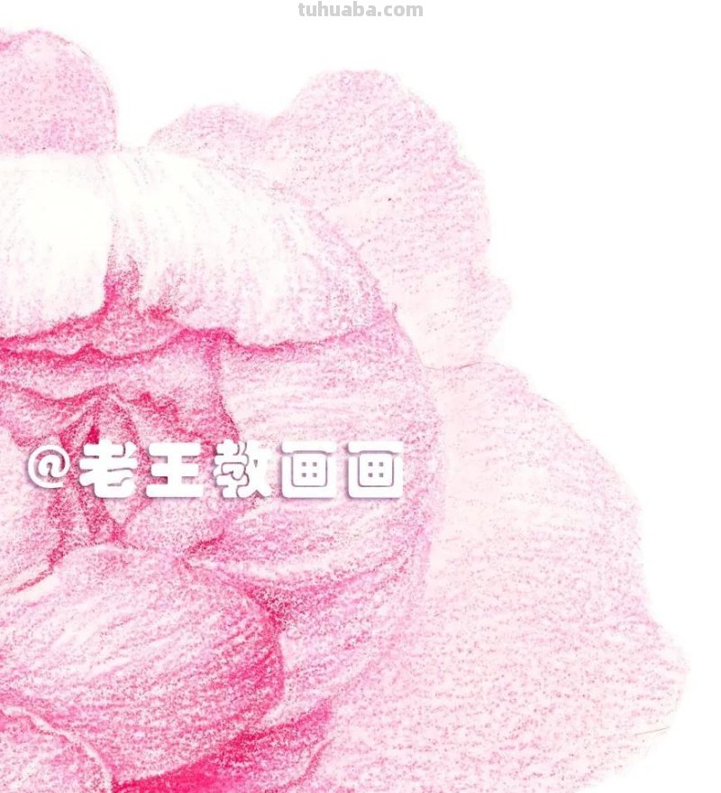 如何用彩铅画芍药花？这个教程教你画