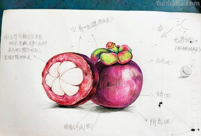 彩铅入门小教程 · 教你画山竹
