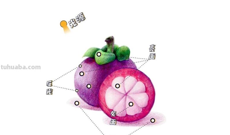彩铅入门小教程 · 教你画山竹