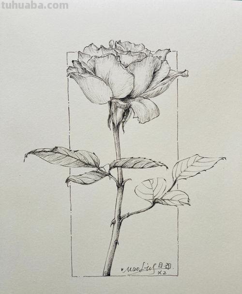 零基础也能画素描，教你画一幅玫瑰花