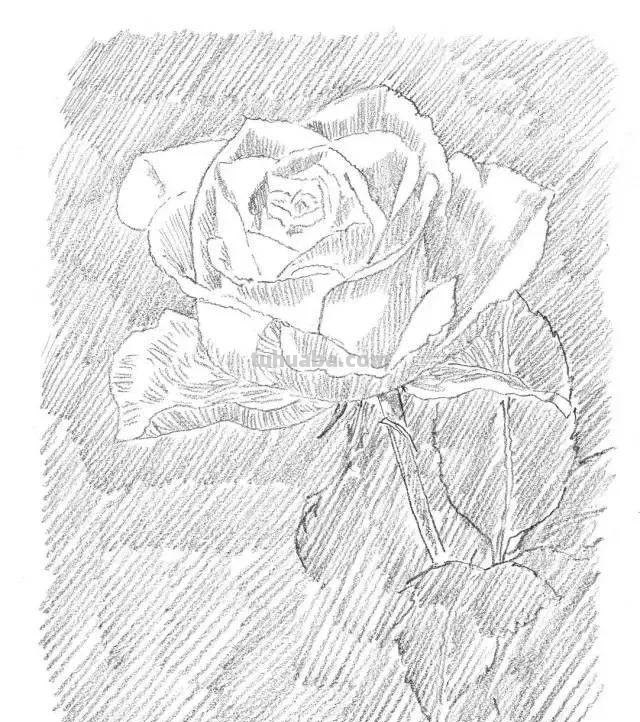 零基础也能画素描，教你画一幅玫瑰花