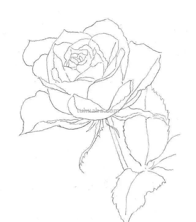零基础也能画素描，教你画一幅玫瑰花