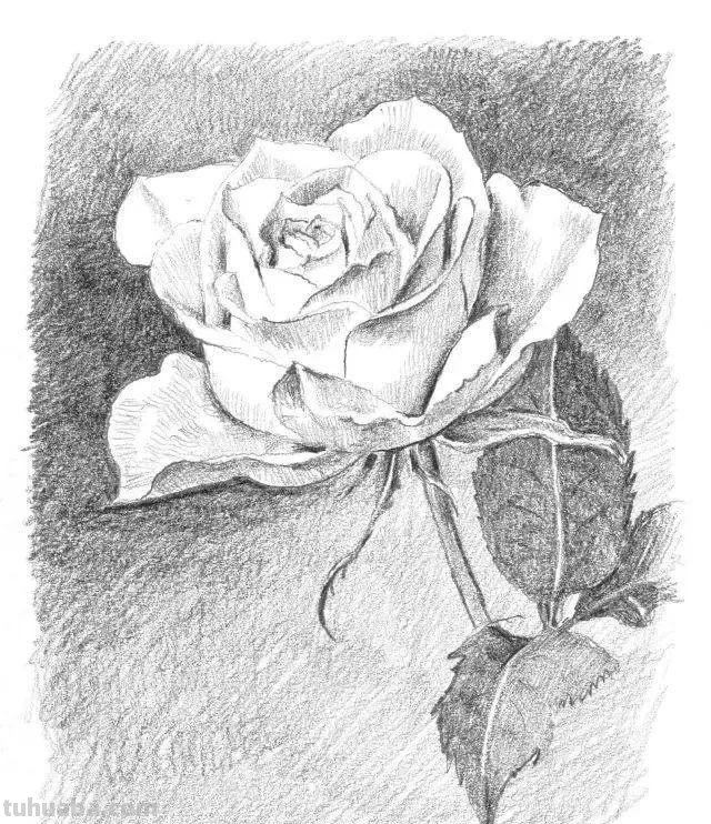 零基础也能画素描，教你画一幅玫瑰花