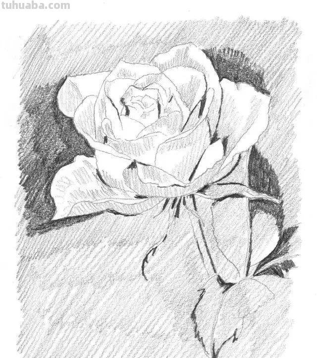 零基础也能画素描，教你画一幅玫瑰花