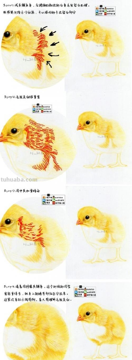 彩铅画小鸡吃虫子怎么画 怎样画小鸡？