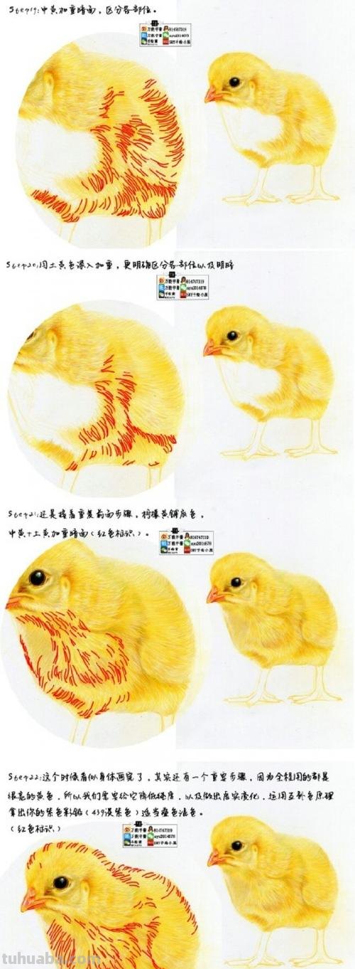 彩铅画小鸡吃虫子怎么画 怎样画小鸡？