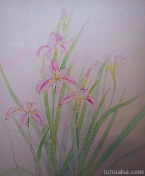 风景画彩铅花怎么画 花的彩铅画？