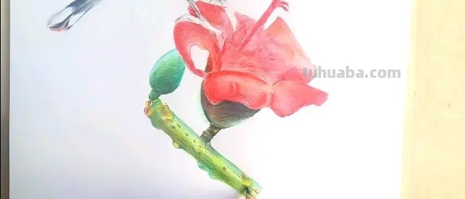 风景画彩铅花怎么画 花的彩铅画？