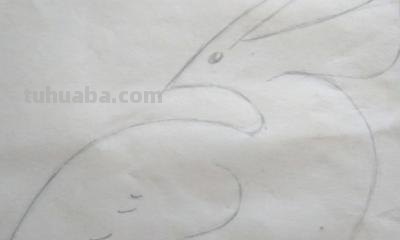 小鸟怎么画简笔画步骤 怎样画鸟【简笔画】？