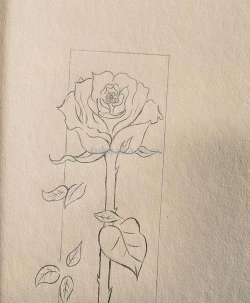 玫瑰的简笔画怎么画 玫瑰简笔画怎么画？