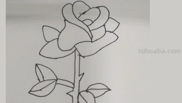 玫瑰的简笔画怎么画 玫瑰简笔画怎么画？
