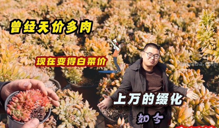 曾经那些天价多肉如今怎么样了？有的已经平民化，有的则无人问津