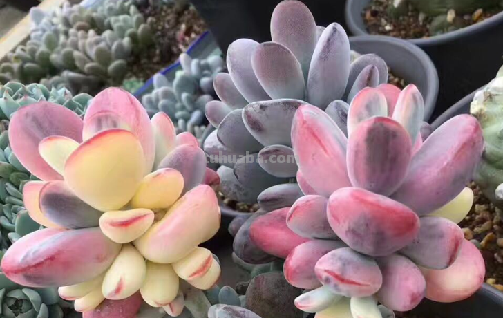 曾经那些天价多肉如今怎么样了？有的已经平民化，有的则无人问津
