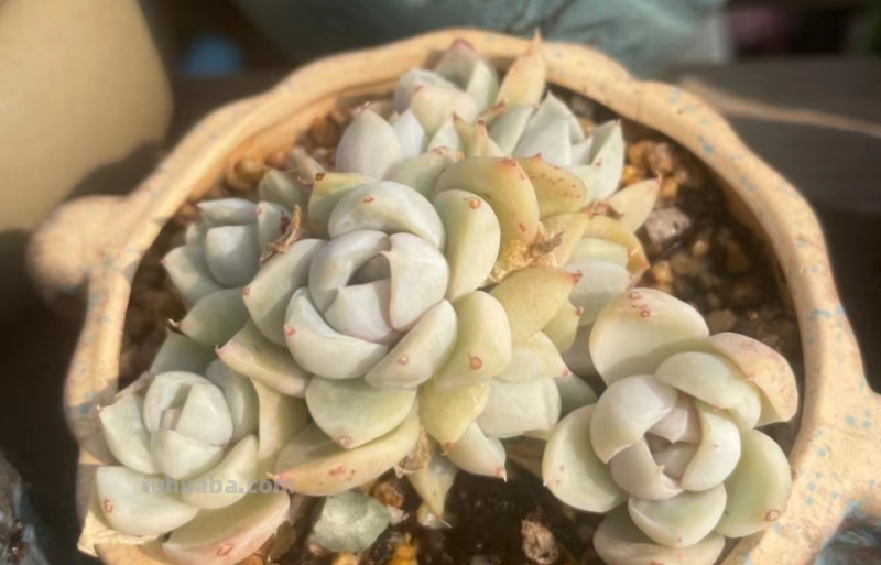 曾经那些天价多肉如今怎么样了？有的已经平民化，有的则无人问津
