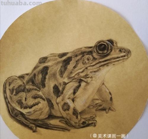 全部动物速写 青蛙速写？
