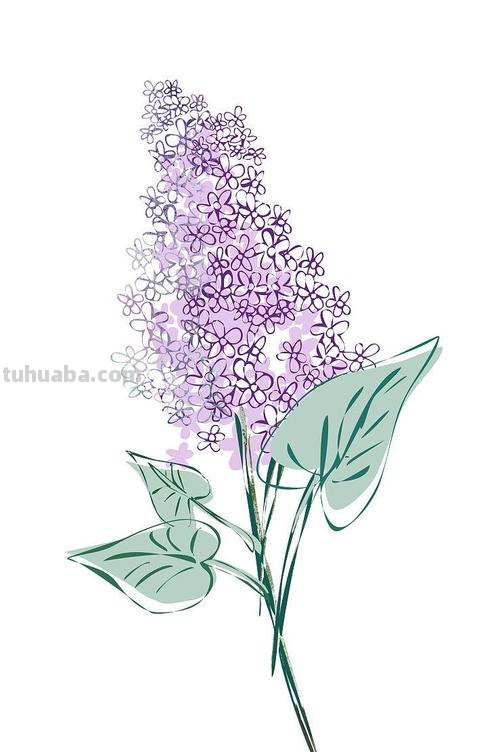 怎么画丁香花简笔画 丁香花染色方法？