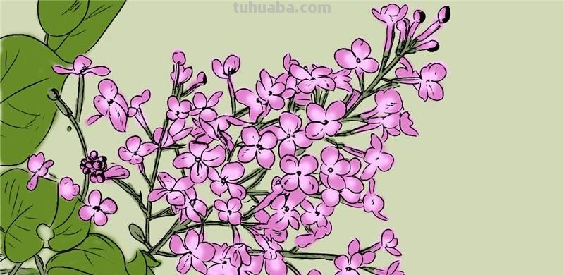 怎么画丁香花简笔画 丁香花染色方法？
