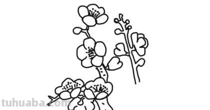 梅花怎么画简笔画图片 怎么画梅花的简笔画？