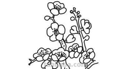 梅花怎么画简笔画图片 怎么画梅花的简笔画？