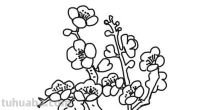 梅花怎么画简笔画图片 怎么画梅花的简笔画？