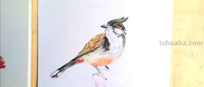 彩铅画树上的小鸟怎么画 小鸟的简单画法？
