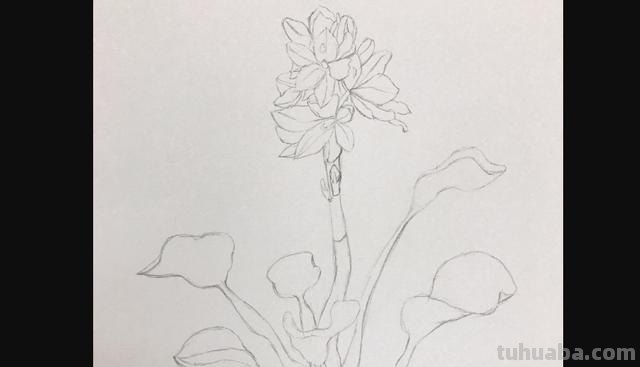 彩铅画立体简单花朵怎么画 荷花彩铅绘画步骤过程？