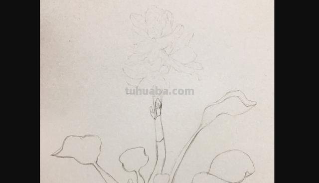 彩铅画立体简单花朵怎么画 荷花彩铅绘画步骤过程？
