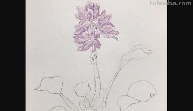 彩铅画立体简单花朵怎么画 荷花彩铅绘画步骤过程？