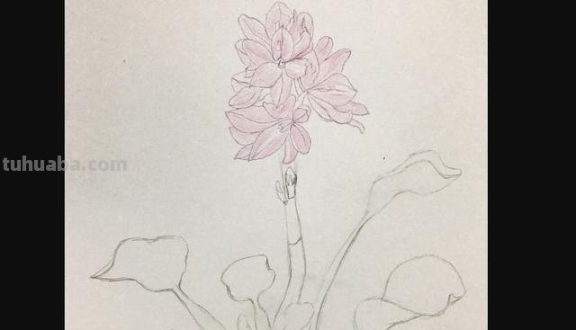 彩铅画立体简单花朵怎么画 荷花彩铅绘画步骤过程？