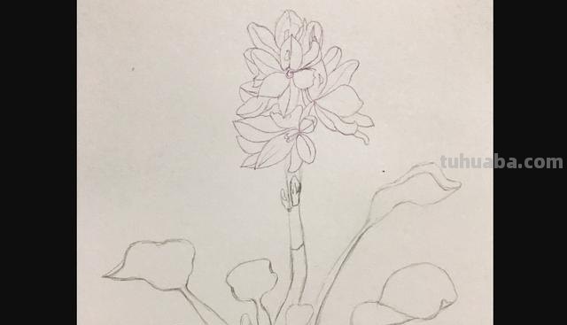 彩铅画立体简单花朵怎么画 荷花彩铅绘画步骤过程？