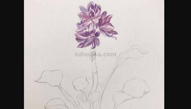 彩铅画立体简单花朵怎么画 荷花彩铅绘画步骤过程？
