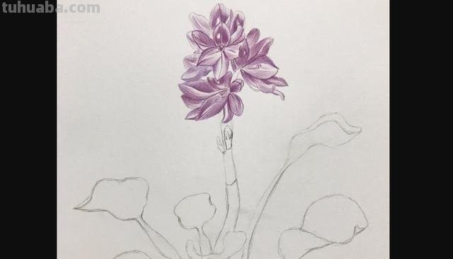 彩铅画立体简单花朵怎么画 荷花彩铅绘画步骤过程？