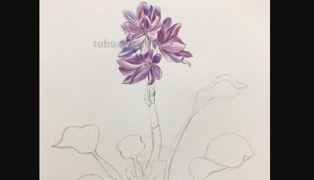 彩铅画立体简单花朵怎么画 荷花彩铅绘画步骤过程？