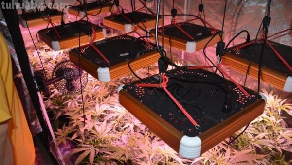 室内种植64株！童某达，被判刑！