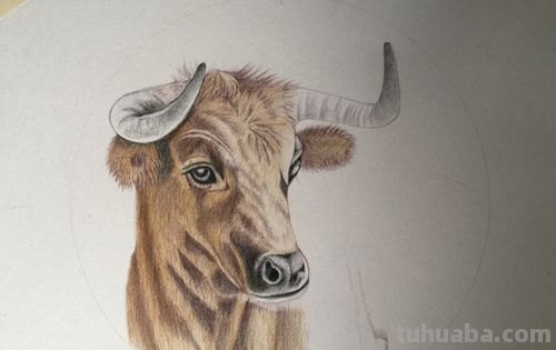 彩铅画趴着的牛怎么画 一招学会画牛？