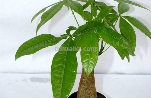 北方怎样养殖发财树,这样养,发财树戳房顶啦